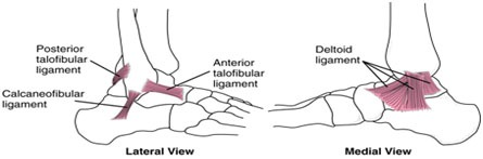 Deltoid Ligament Rupture Treatment in Dwarka & Janakpuri, Delhi