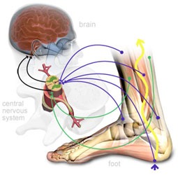 Proprioception & Balance Exercises - Pain Free Physiotherapy