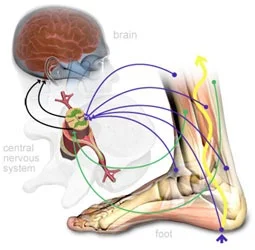 Proprioception Exercises