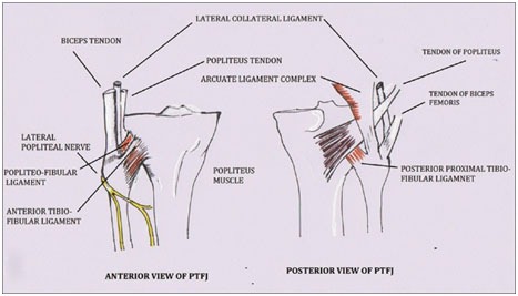 Superior Tibiofibular Joint Sprain Treatment 