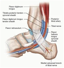 Ankle and Foot Pain 9