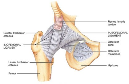 Ligaments of hip joint