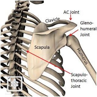 Shoulder joint